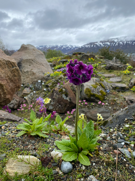 Tromsö, på 70 grader nord, där försommaren kämpar på lite till.  Foto: Anna Montgomery